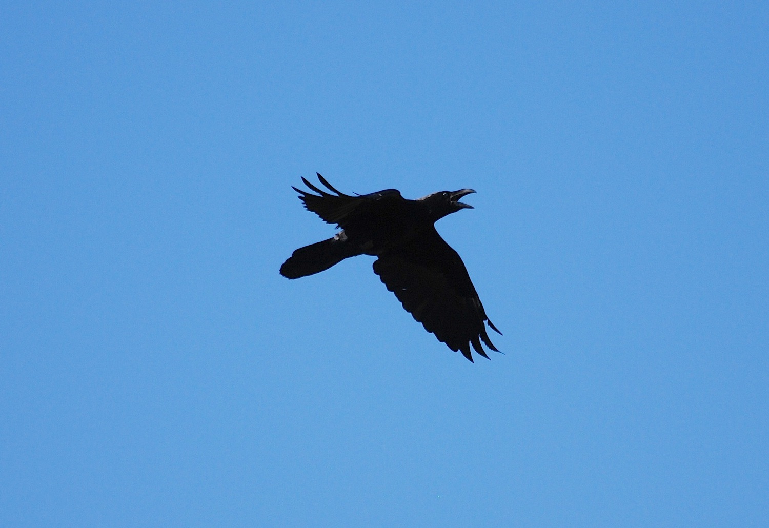 Corvus corax [gara di acrobazia (amorosa?)]